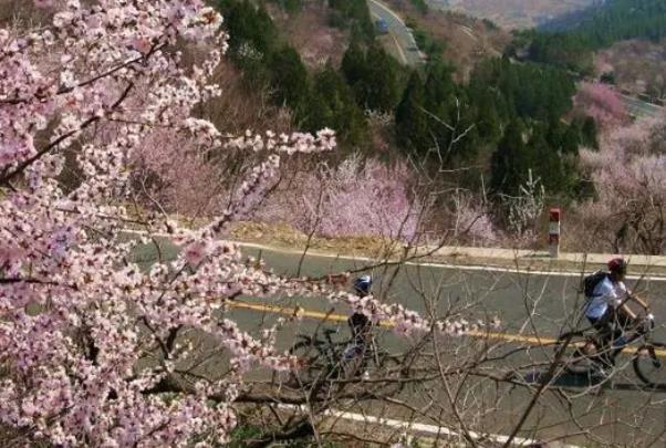 北京郊区赏花的地方有哪些 赏花好去处推荐