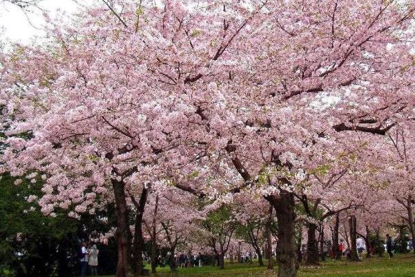 武汉樱花是什么季节开放的 赏樱花指南