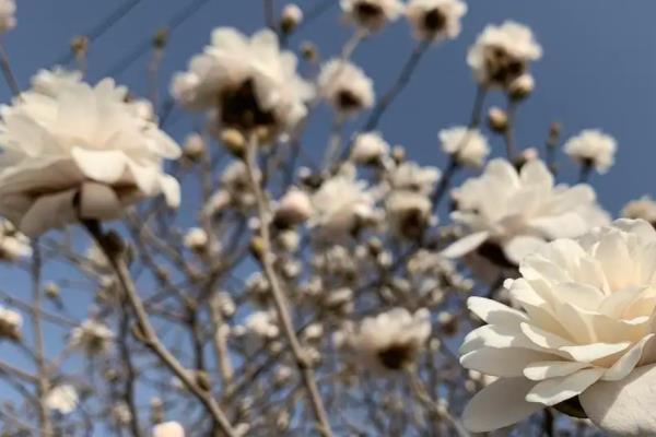 西安玉兰花观赏地点在什么地方