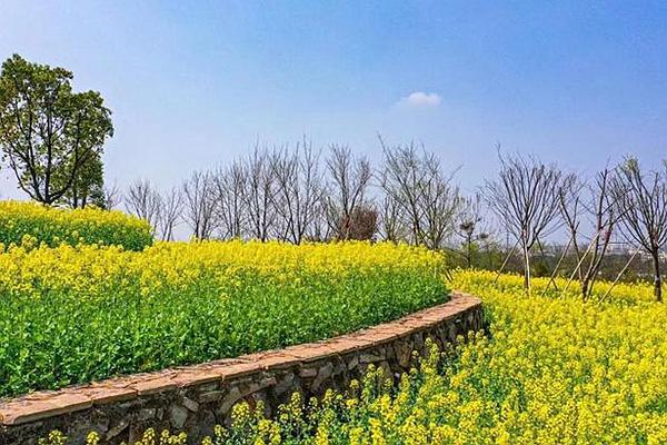 湖海塘油菜花在什么地方?什么时候去最合适?