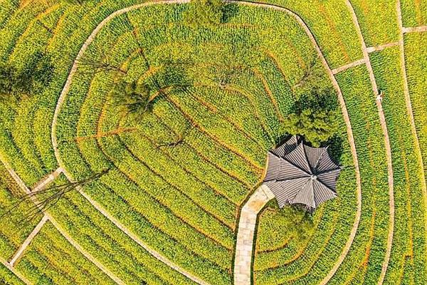 湖海塘油菜花在什么地方?什么时候去最合适?