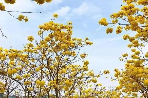 东莞黄花风铃木在哪里 赏花地推荐