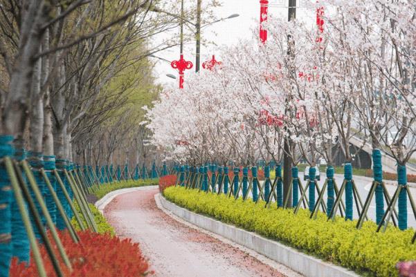 2022杭州看樱花最好的地方