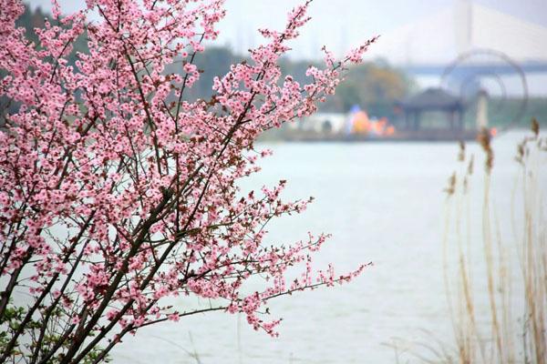 成都四月踏青赏花好去处