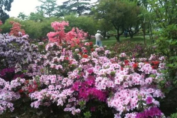 南京五月有什么花开 赏花地点推荐