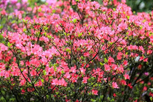 长沙杜鹃花海在哪里 最佳杜鹃观赏地