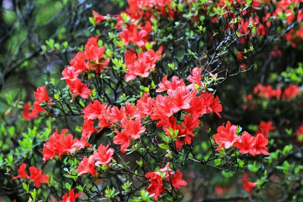 长沙杜鹃花海在哪里 最佳杜鹃观赏地