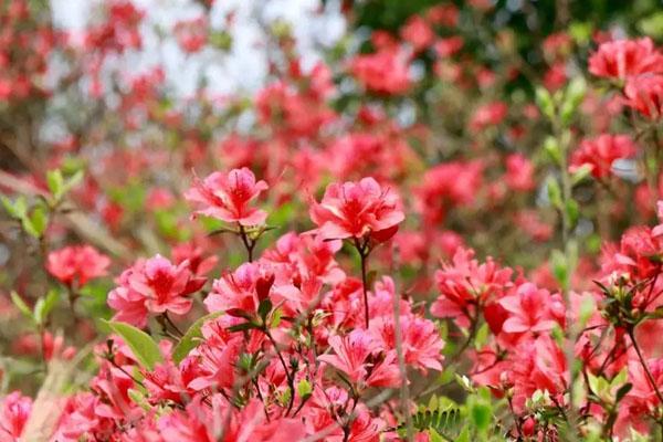 温州哪里有杜鹃花 五大杜鹃花海观赏地