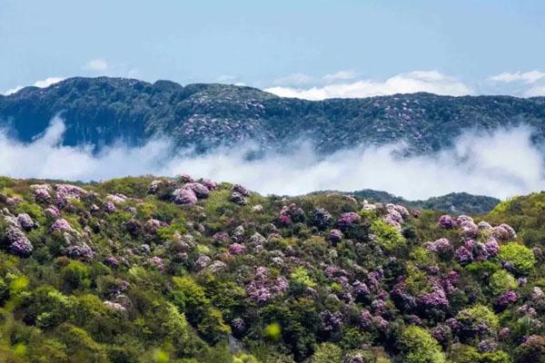 2022重庆5月赏花好去处 最佳赏花地推荐