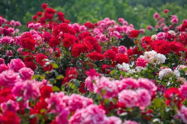 武汉5月赏花地点 最佳赏花地点推荐