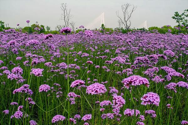 汉口江滩马鞭草花海最佳观赏期2022