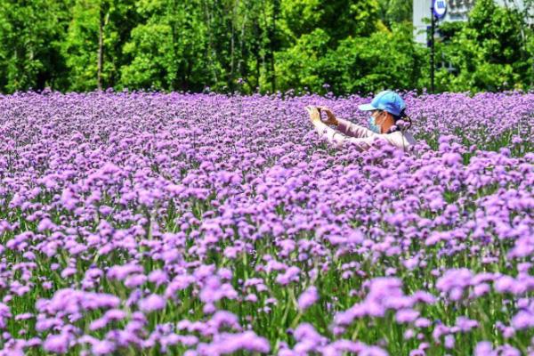 汉口江滩马鞭草花海最佳观赏期2022