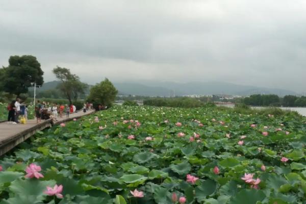 无锡看荷花免费的景点有哪些