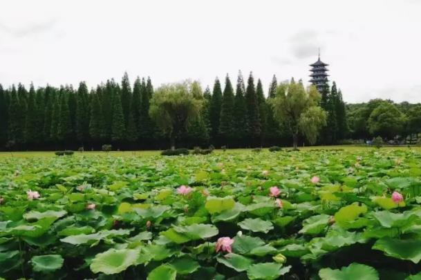 无锡看荷花免费的景点有哪些