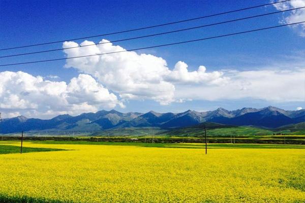 门源油菜花海在哪里2022 门源油菜花海的最佳观赏季节