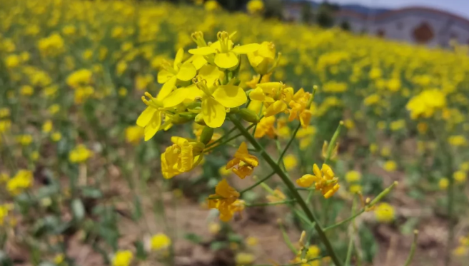 北京油菜花观赏地哪个最好?门票多少钱?