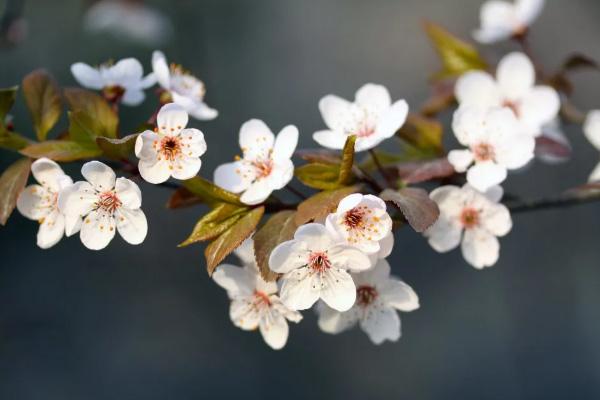 泰安樱花哪里看 泰安赏花去哪