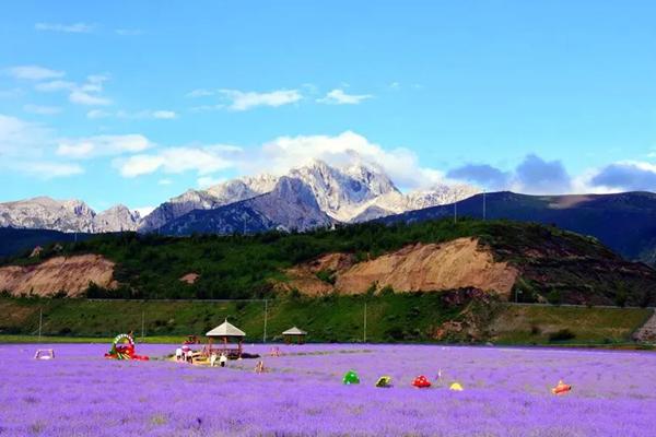 松潘薰衣草基地门票地址及景区介绍