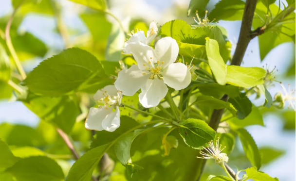 汉中油菜花节2022年时间地点及赏花指南