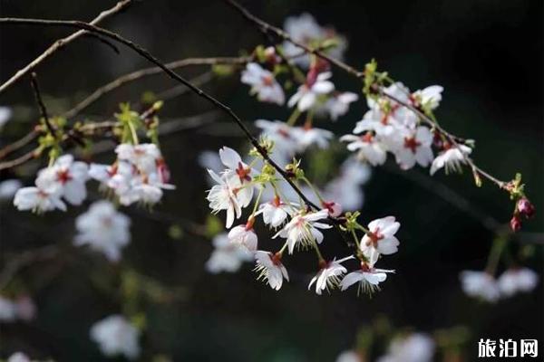 杭州富阳湖源乡石龙村樱花观赏指南