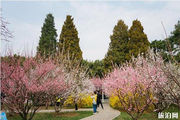北京中山公园梅花在哪里 盛开图片