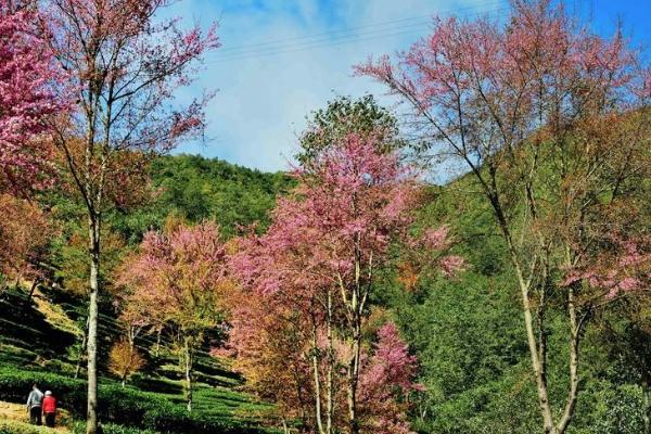 无量山樱花谷住宿攻略 无量山樱花谷住宿推荐