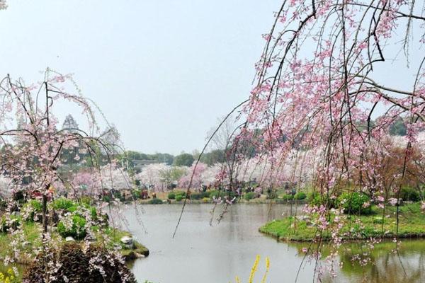 东湖磨山樱园游览路线分享 附赏花指南