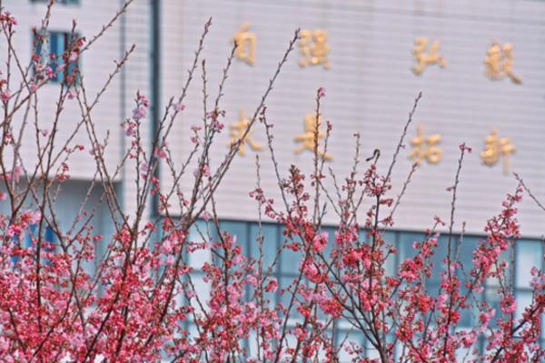 武汉樱花2022年什么时候开 武汉春季赏花景区