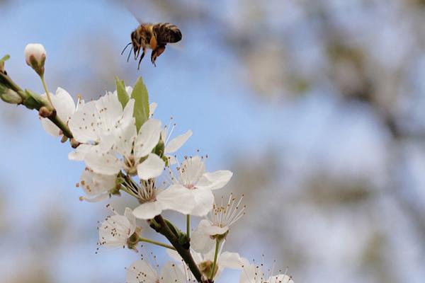 青岛樱花什么时候开花2022 青岛赏樱花哪里最好