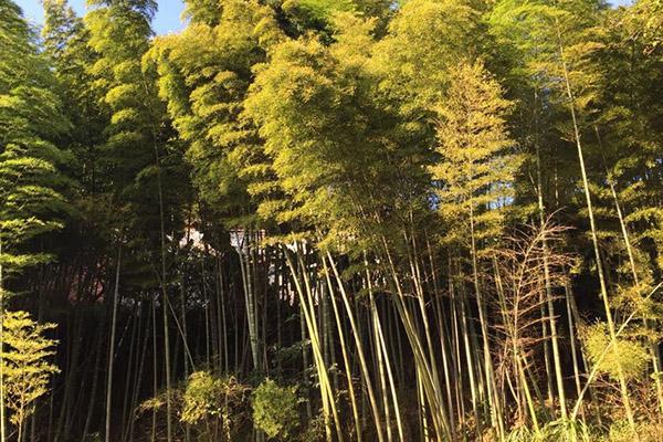 白崖寨景区门票多少钱 白崖寨旅游风景区简介