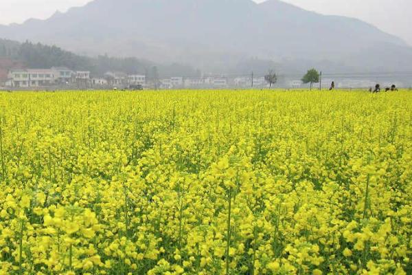 2022浏阳油菜花基地在哪里 浏阳油菜花赏花攻略