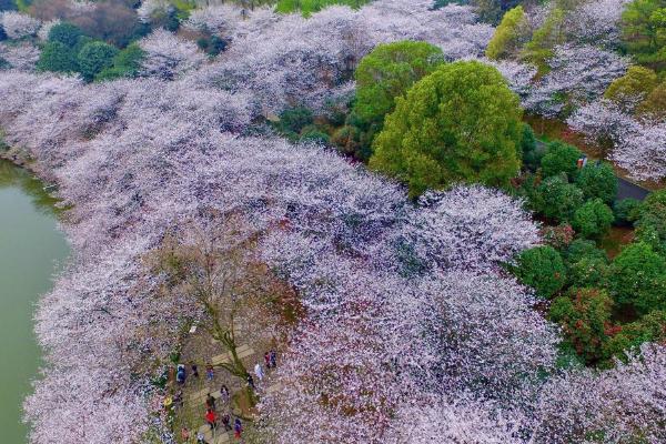 2022长沙玉湖公园樱花开了吗 长沙玉湖公园赏花攻略