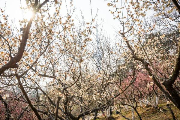 南京古林公园要门票吗 有哪些景点