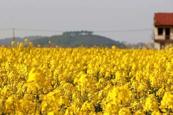 2022苏州太湖西山岛赏油菜花攻略 附最佳观赏地点