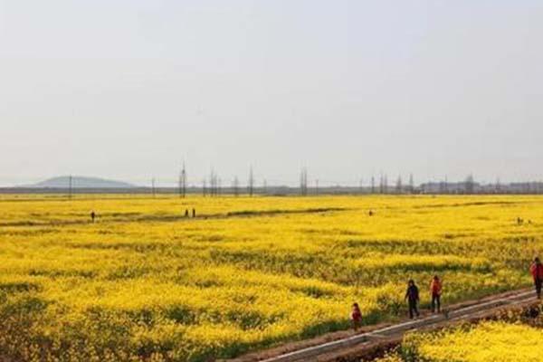 2022苏州太湖西山岛赏油菜花攻略 附最佳观赏地点