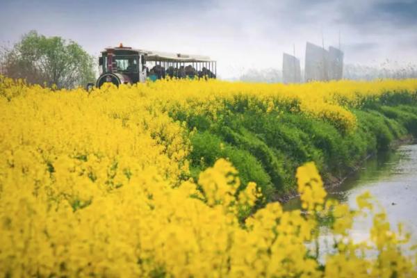 2022高邮油菜花几月份开 高邮油菜花观赏地点