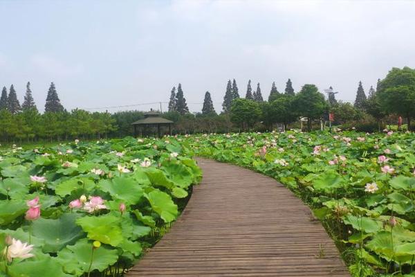 西沙花之谷好玩吗门票及游玩攻略