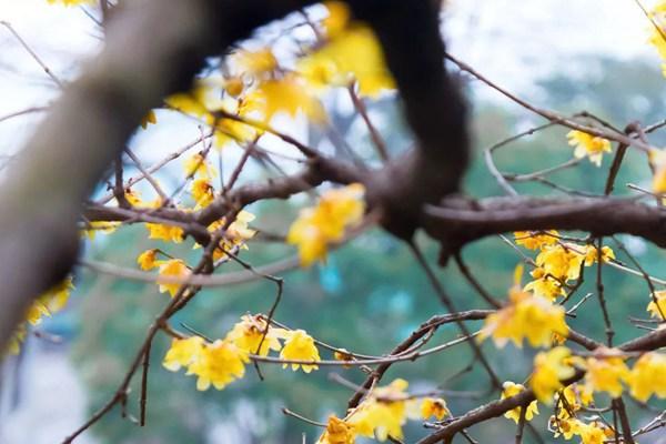 上海冬季赏梅好去处 这16个地方满山梅花