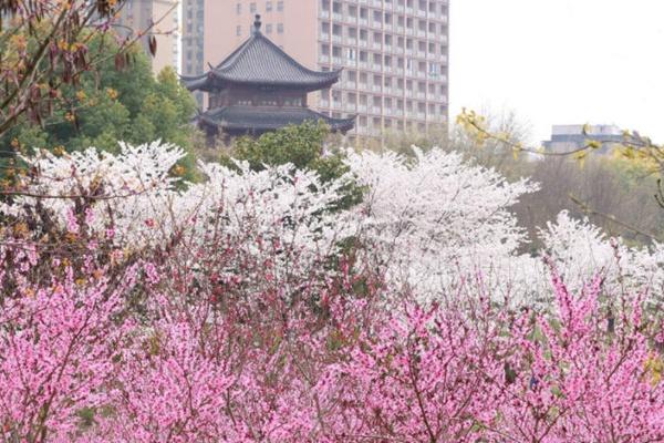 武汉堤角公园樱花开放时间及门票价格