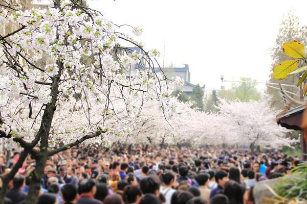 2022年南京鸡鸣寺的樱花开了吗 南京鸡鸣寺樱花什么时候开(图文)
