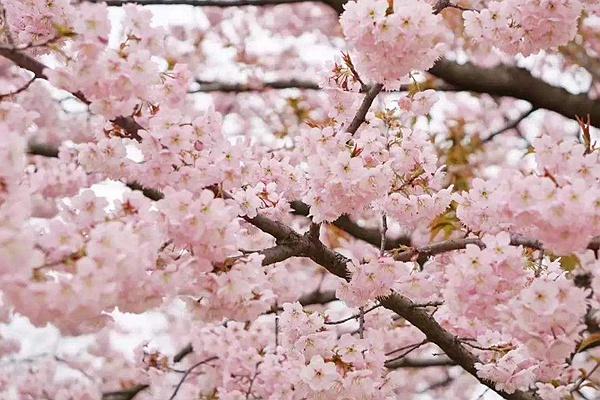 武汉青山公园樱花门票价格及开放时间介绍 附交通路线