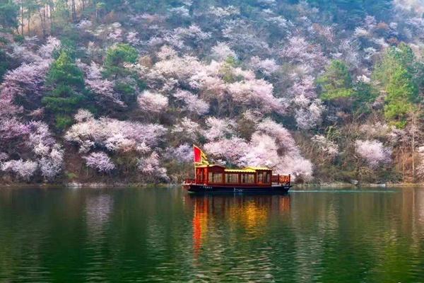 武汉黄陂清凉寨樱花开放时间及门票路线介绍