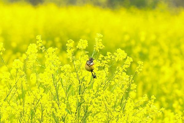 2022浏阳油菜花基地在哪里 浏阳油菜花赏花攻略