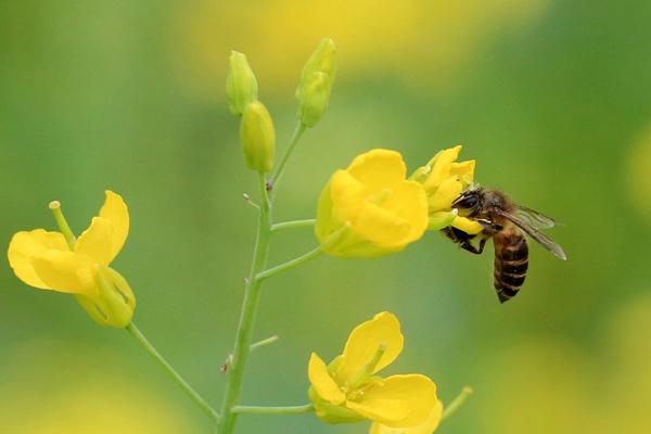 2022浏阳油菜花基地在哪里 浏阳油菜花赏花攻略