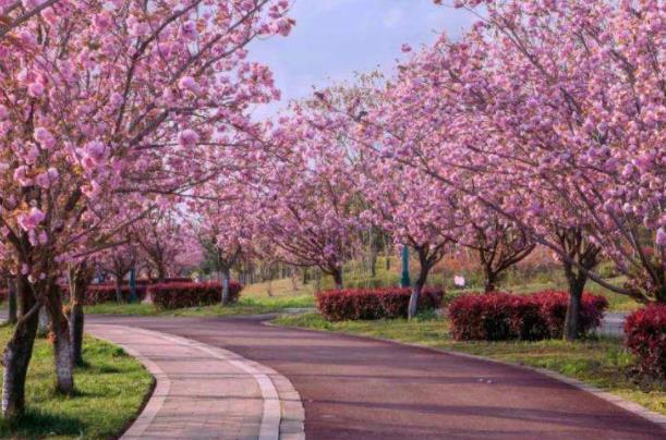 2022年3月成都公园城市花粉指数