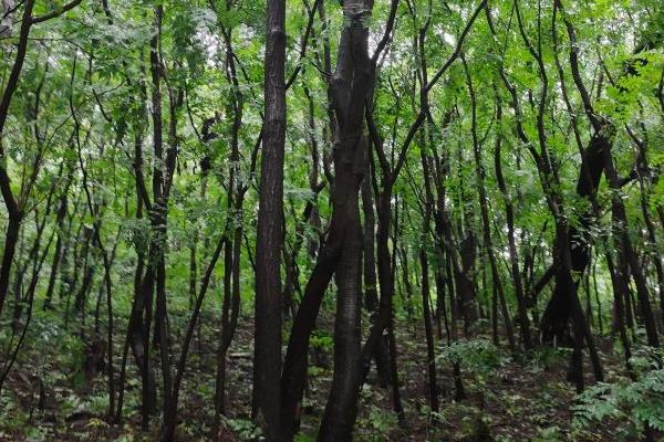 冠世榴园生态文化旅游区门票价格 - 在哪里 - 简介