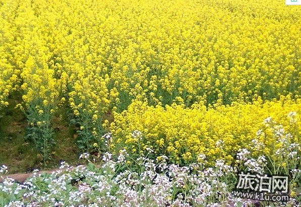 2022汉中油菜花节时间 附交通、门票信息