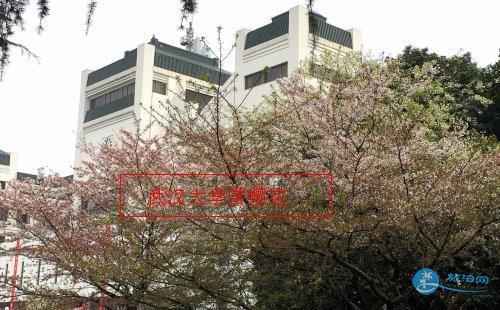 2022年武汉大学的樱花什么时候开 附最佳观看时间