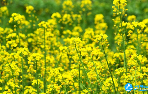 厦门大屏山郊野公园油菜花攻略 附具体地址和交通攻略