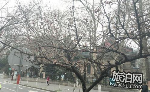 2022年南京鸡鸣寺的樱花开了吗 南京鸡鸣寺樱花什么时候开(图文)